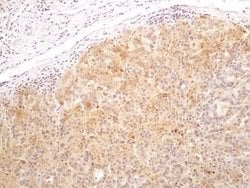 Bax inhibitor 1 Antibody (20F565) - Azide and BSA Free, Novus Biologicals